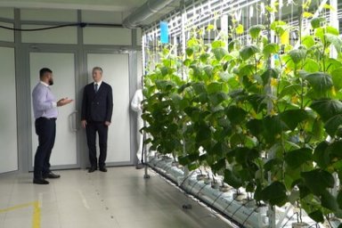 Губернатор Камчатки посетил предприятие по выращиванию огурцов на гидропонике 3