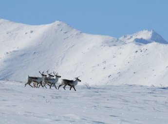 Северные олени по окончании брачного сезона побрели в горы на Камчатке 1