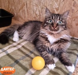 Острый дефицит свободных мест образовался в кошачьем приюте на Камчатке 3