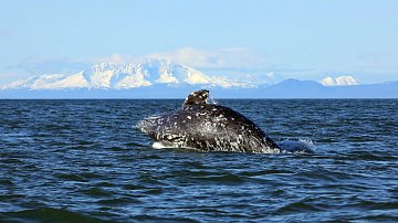 Сегодня исполняется 91 год Кроноцкому заповеднику на Камчатке 4 Сегодня исполняется 91 год Кроноцкому заповеднику на Камчатке 4