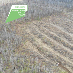 Лесовосстановление на площади 42 гектара осуществили в Мильковском лесничестве на Камчатке 2