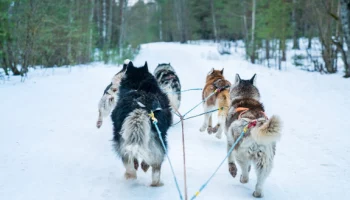 Хлебосольно и душевно встретила Палана участников &laquo;Берингии &ndash; 2026&raquo; на Камчатке