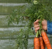 В розничную сеть поступят овощи, выращенные в колонии на Камчатке