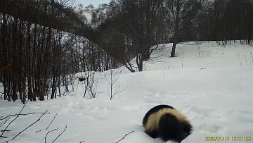 Росомаху&ndash;чистюлю запечатлела камера Кроноцкого заповедника на Камчатке 0