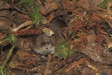 Кто кушает землероек на обед, рассказали в Кроноцком заповеднике на Камчатке 2