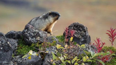 Сегодня отмечается Международный день гор, что особо значимо для Камчатки 6