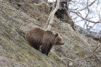Месячник тишины стартует в Долине гейзеров на Камчатке 8