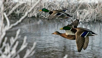 Весенний сезон охоты на водоплавающую дичь начался на Камчатке Весенний сезон охоты на водоплавающую дичь начался на Камчатке