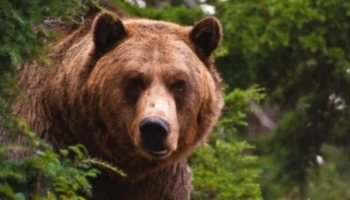 На Камчатке на рыбака напал медведь. Спастись не удалось