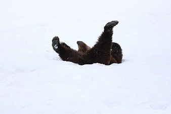 Месячник тишины стартует в Долине гейзеров на Камчатке 0