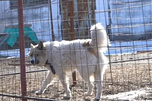 На Камчатке агрессивных и больных собак без владельцев будут передавать в частные приюты  