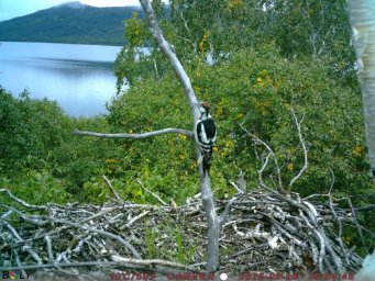 Фотоловушки раскрыли тайны гнездовой жизни белоплечих орланов на озере Начикинском в Камчатском крае 4