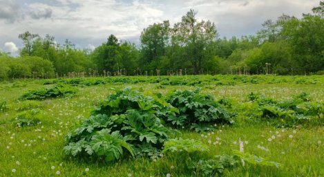 Борьба с борщевиком необходима в Быстринском природном парке на Камчатке 1