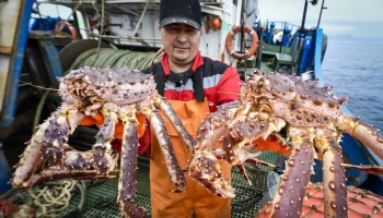 Почти полторы тысячи тонн крабов за неделю добыли рыбаки на Камчатке