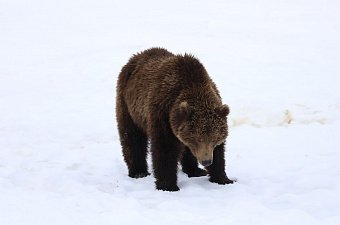 Месячник тишины стартует в Долине гейзеров на Камчатке 3