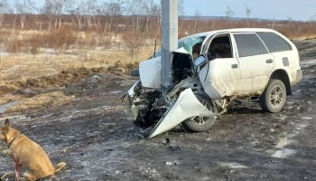 Волонтеры рассказали, что стало с выжившей в аварии собакой на Камчатке Волонтеры рассказали, что стало с выжившей в аварии собакой на Камчатке