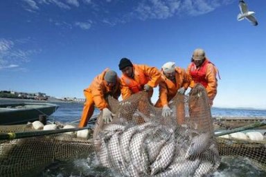Более девяти тысяч тонн лососей добыли рыбаки Камчатки с начала путины 0