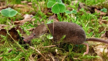 Кто кушает землероек на обед, рассказали в Кроноцком заповеднике на Камчатке