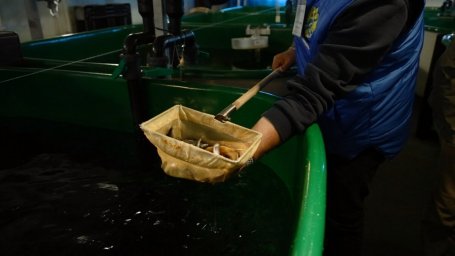 Экологический проект &laquo;Жизнь камчатскому лососю&raquo; набирает обороты в Камчатском крае 7