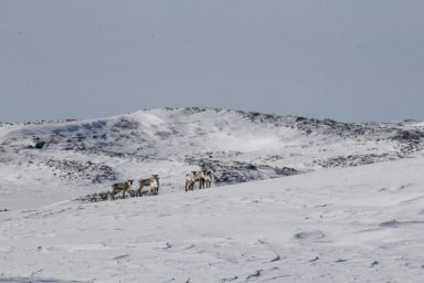 Северные олени по окончании брачного сезона побрели в горы на Камчатке 2
