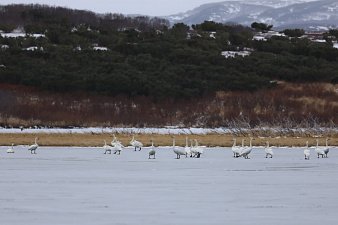 Лебеди отдыхают во время миграции на заповедных водоёмах Камчатки 3 Лебеди отдыхают во время миграции на заповедных водоёмах Камчатки 3