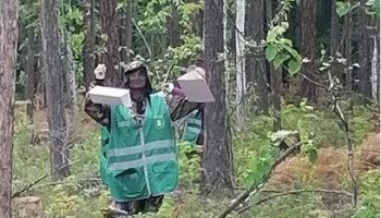 На Камчатке началась установка ловушек для выявления опасных карантинных вредителей леса
