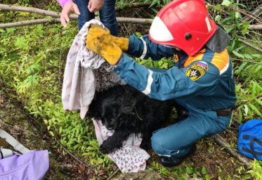 На Камчатке спасатели вытащили из двухметровой ямы спаниеля 1