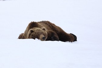 Месячник тишины стартует в Долине гейзеров на Камчатке 14