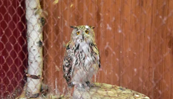 Закрыли зоопарк и готовятся к паводкам в Елизово на Камчатке