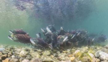 Грант Президентского фонда природы на сохранение нерки получил Кроноцкий заповедник на Камчатке