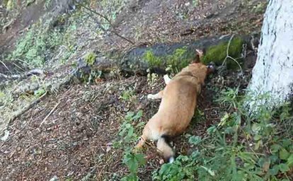 Живодера, сбросившего собаку с четвёртого этажа, осудили на Камчатке 0