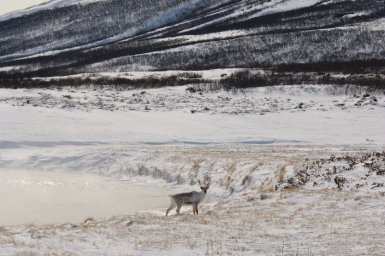 Северные олени по окончании брачного сезона побрели в горы на Камчатке 6