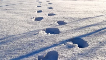 Снежные корки не спадают на севере Камчатки