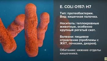 Кишечную палочку обнаружили в автокафе на Камчатке Кишечную палочку обнаружили в автокафе на Камчатке
