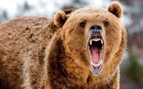 Жителей Мильковского округа призывают к осторожности: по поселку разгуливал медведь