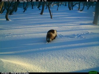 Росомаха попалась на фотоловушку в Кроноцком заповеднике на Камчатке 0