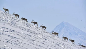 Северные олени по окончании брачного сезона побрели в горы на Камчатке