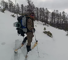 Рост числа росомах при стабильной популяции соболя зафиксировали в Кроноцком заповеднике на Камчатке