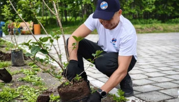 Энергетики высадили сирень в столице Камчатки