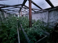 На Камчатке житель Мильково выращивал а теплице коноплю
