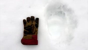 Первые следы медведя, покинувшего берлогу, заметили на Камчатке