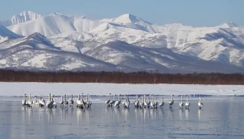 Лебеди–кликуны замечены на теплых водоемах Камчатки