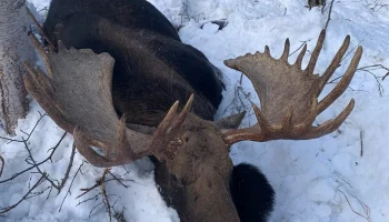 У браконьера забрали автомобиль и ружье на Камчатке