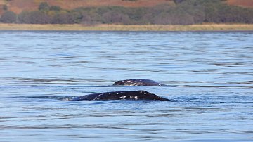 Масштабный проект по изучению серых китов запускается на Камчатке 4