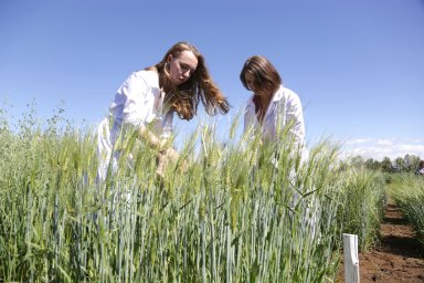 Молодые ученые Камчатки работают над повышением урожайности овощей и злаков 18