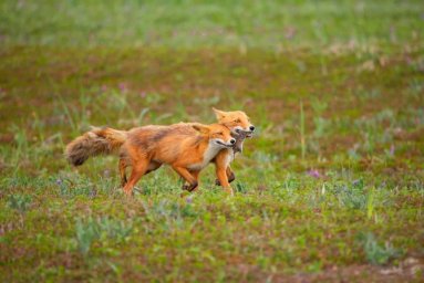 Одним из самых интересных объектов для наблюдения в разные времена года остаются лисы на Камчатке 7
