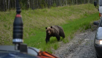 Медведи гуляют в окрестностях Петропавловска-Камчатского