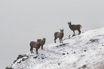 Авиаучет снежных баранов провели на Камчатке 6