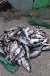 На Камчатке задержаны подозреваемые в незаконном вылове более 800 кг лосося 2