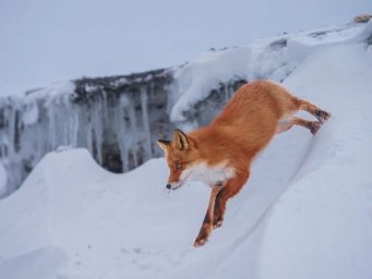 Одним из самых интересных объектов для наблюдения в разные времена года остаются лисы на Камчатке 8